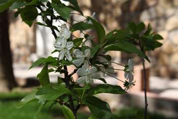 بهار دانشگاه 1399